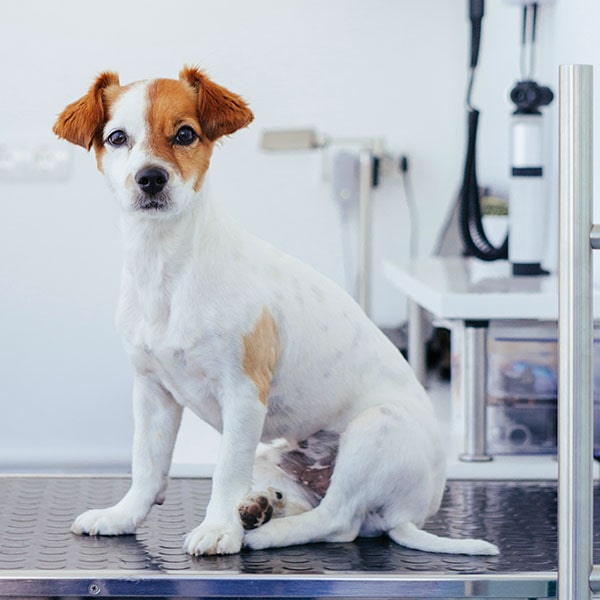 vet-med-virtual-600px-companion-animal-management-min