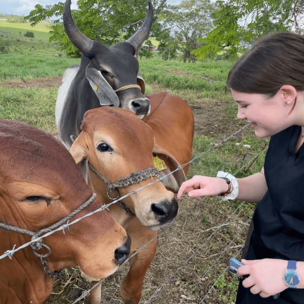 Discovering Pre-Vet Internships in the US and Abroad: A Guide for High School Students