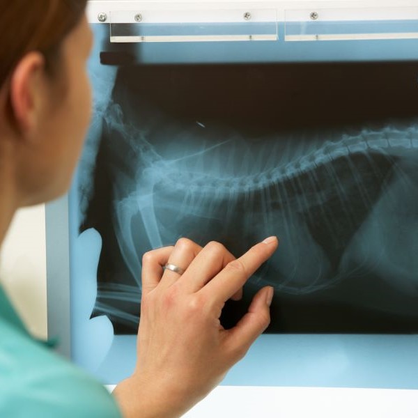 vet-radiology-600x600-min